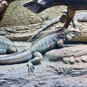 Cuban Rock Iguana (Cyclura nubila nubila)