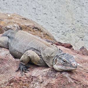 Bahamian Rock Iguana (Cyclura rileyi rileyi)