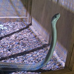 Black Mamba (Dendroaspis polylepis)