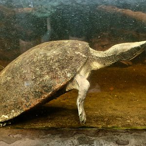 Central American River Turtle (Dermatemys mawii)