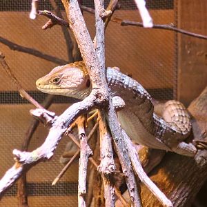 Southern Alligator Lizard (Elgaria mullticarinata)