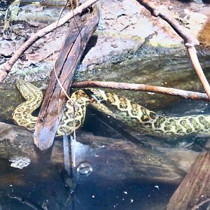 Yellow Anaconda (Eunectes notaeus)
