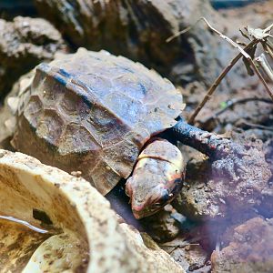 Ryukyu Black-Breasted Leaf Turtle (Geoemyda japonica)
