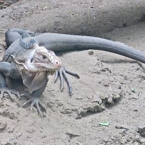 Lesser Antillean Iguana (Iguana delicatissima)