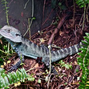 Gippsland Water Dragon (Intellegama lesueurii howittii)