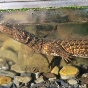 Earless Monitor Lizard (Lanthanotus borneensis)