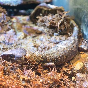 Yellow-Spotted Tropical Night Lizard (Lepidophyma flavimaculatum)