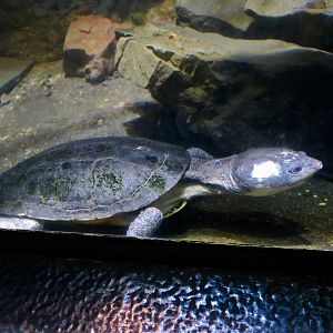 Dahl's Toad-Headed Turtle (Mesoclemmys dahli)