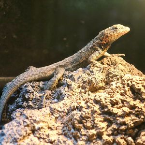 Galápagos Lava Lizard (Microlophus albemarlensis)