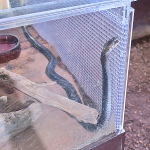 Javan Spitting Cobra (Naja sputatrix)