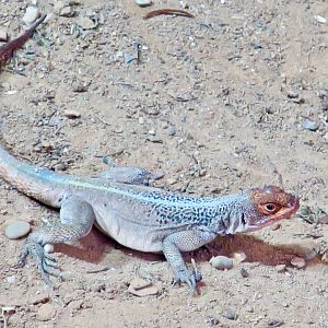 Grandidier's Madagascar Swift (Oplurus grandidieri)