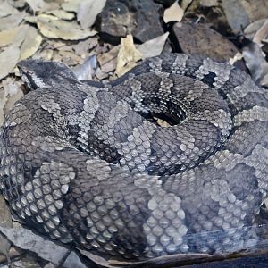 Hime Habu/Okinawan Pit Viper (Ovophis okinavensis)