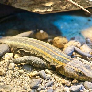 Emperor Flat Lizard (Platysaurus imperator)