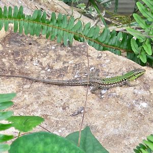 Italian Wall Lizard (Podarcis siculus campestris)