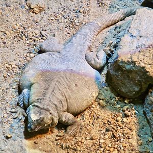 Angel Island Chuckwalla (Sauromalus hispidus)
