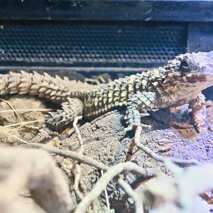 Warren's Girdled Lizard (Smaug warreni)