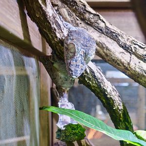 Giant Leaf-Tailed Gecko (Uroplatus giganteus)