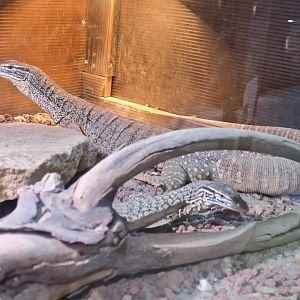 Desert Sand Goanna (Varanus gouldii flavirufus)