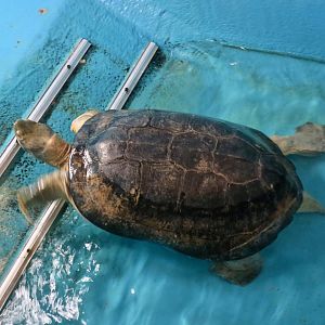 Yellow-Headed Temple Turtle (Heosemys annandalii)