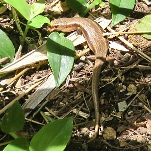 wild Japanese Skink (Plestiodon japonicus)