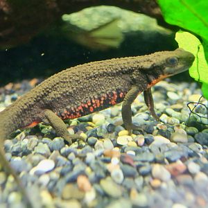 Japanese Fire Belly Newt (Cynops pyrrhogaster)