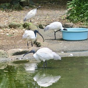 Black-Headed Ibis (Threskiornis melanocephalus)