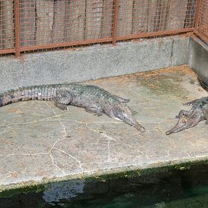 Freshwater Crocodile (Crocodylus johnstoni)