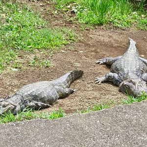 Broad-Snouted Caiman (Caiman latirostris)