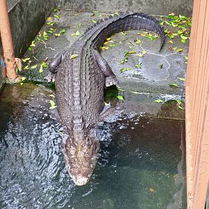 Philippine Crocodile (Crocodylus mindorensis)