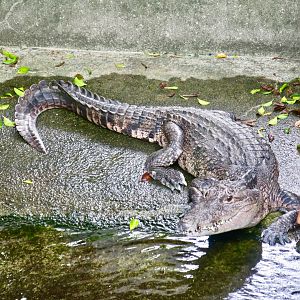 Morelet's Crocodile (Crocodylus moreleti)