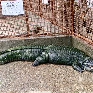 New Guinea Crocodile (Crocodylus novaeguineae)