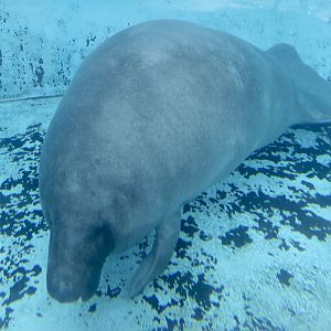 Amazonian Manatee (Trichechus inunguis)