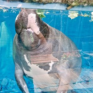 Amazonian Manatee (Trichechus inunguis)