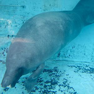 Amazonian Manatee (Trichechus inunguis)