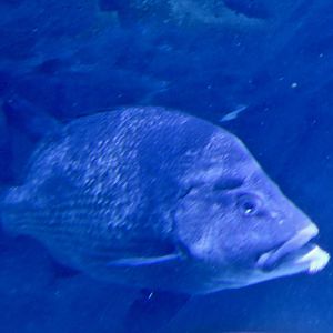 Long-Barbeled Grunter (Hapalogenys sennin)