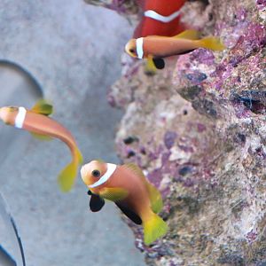 Maldives Anemonefish (Amphiprion nigripes)