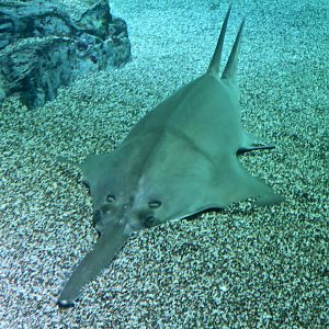 Dwarf Sawfish (Pristis clavata)