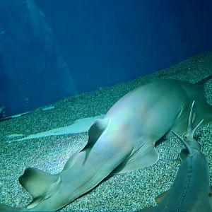Longcomb Sawfish (Pristis zijsron)