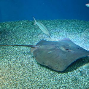 Sharpnose Stingray (Telatrygon acutirostra)