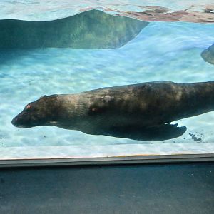 South American Fur Seal (Arctocephalus australis)
