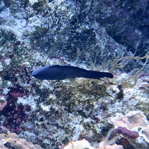 Blue Devilfish (Assessor macneilli)