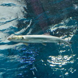 Hawaiian ladyfish (Elops hawaiensis)