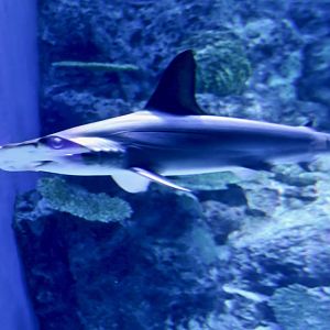 young Scalloped Hammerhead (Sphyrna lewini)