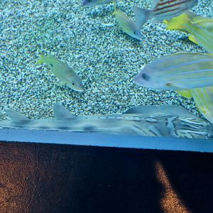 Eastern Fiddler Ray (Trigonorrhina fasciata)