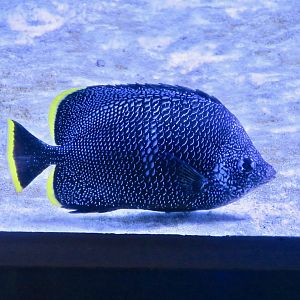 Wrought-Iron Butterflyfish (Chaetodon daedalma)