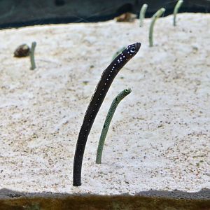 Whitespotted Garden Eel (Gorgasia maculata)