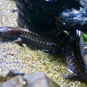 Tokyo Salamander (Hynobius tokyoensis)