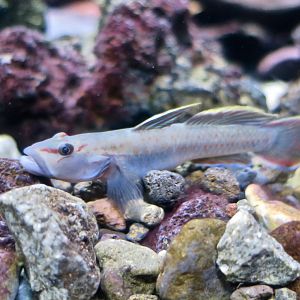 Ogasawara Freshwater Goby (Rhinogobius ogasawaraensis)