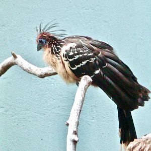 Hoatzin (Opisthocomus hoazin) - 2003