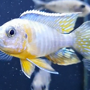 Aulonocara species ( prop. jacobtreibergi )